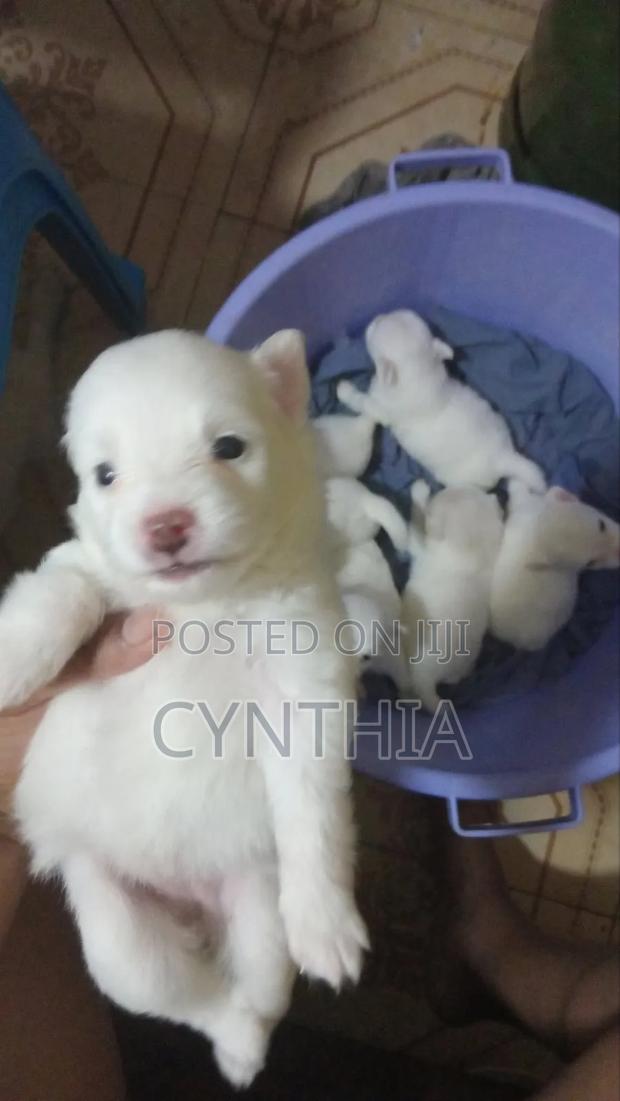 1-3 months Female Purebred Japanese Spitz - thumbnail 5