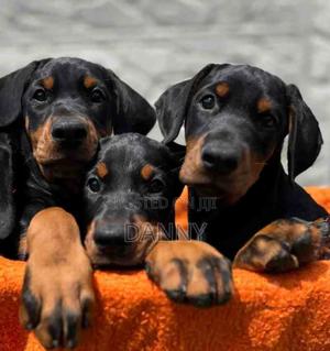 3-6 months Female Purebred Doberman Pinscher - thumbnail 2