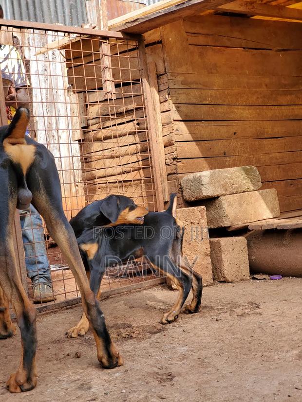 3-6 months Female Purebred Doberman Pinscher - thumbnail 3