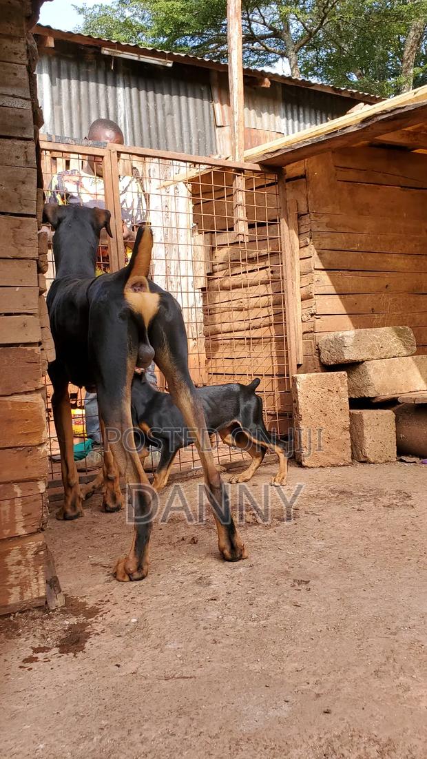 3-6 months Female Purebred Doberman Pinscher - thumbnail 4