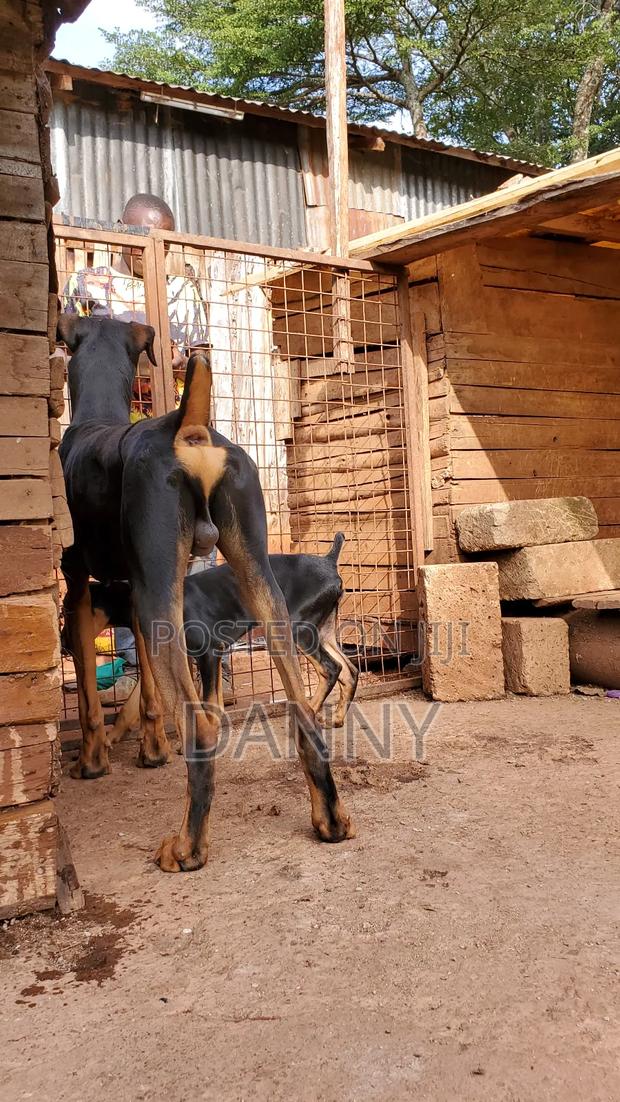 3-6 months Female Purebred Doberman Pinscher - thumbnail 5
