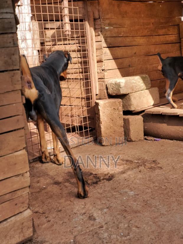 3-6 months Female Purebred Doberman Pinscher - thumbnail 6