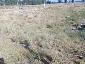 50/100 Plot Available for Sale