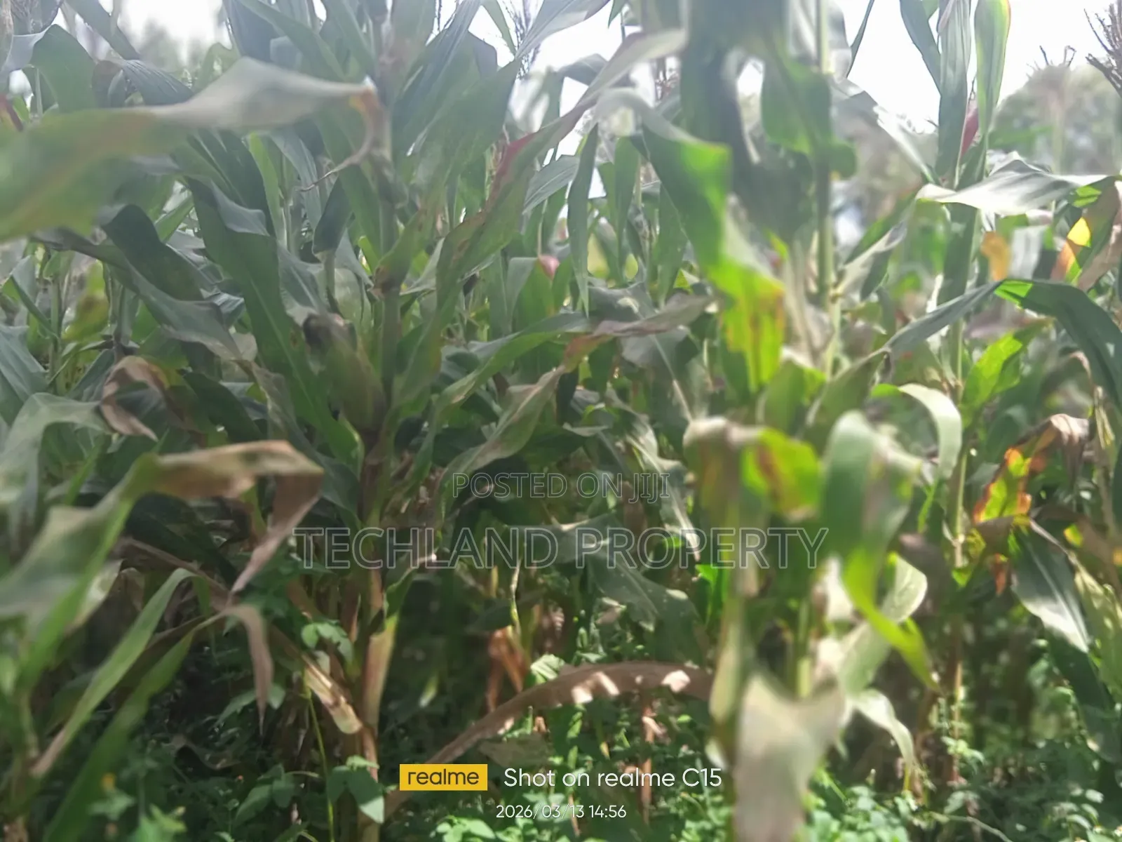 15acres Othaya Nyeri .