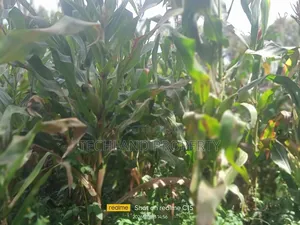 15acres Othaya Nyeri .