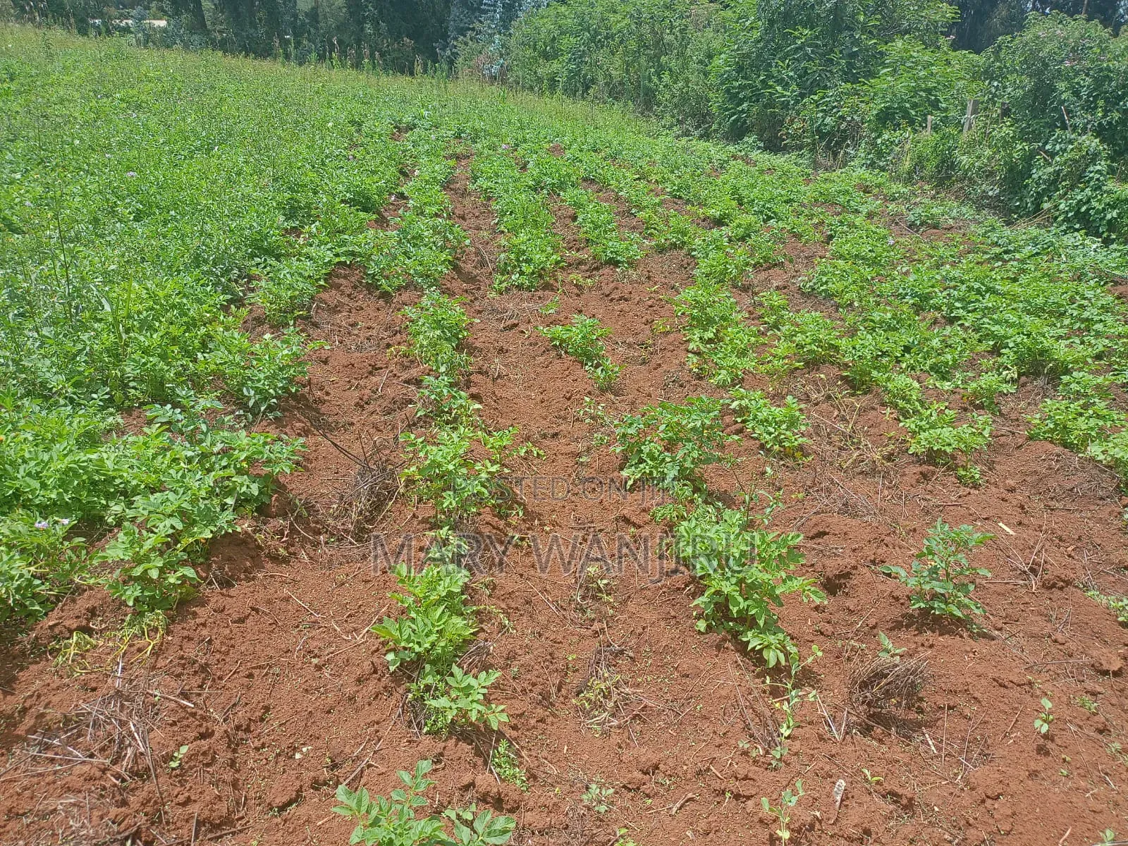 14 Acres for Sale