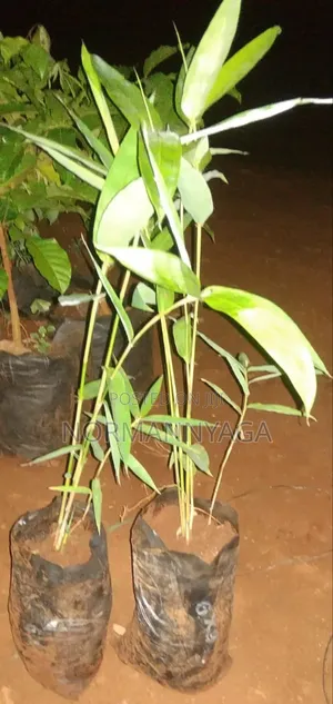 Ornamental (Miniature) Bamboo
