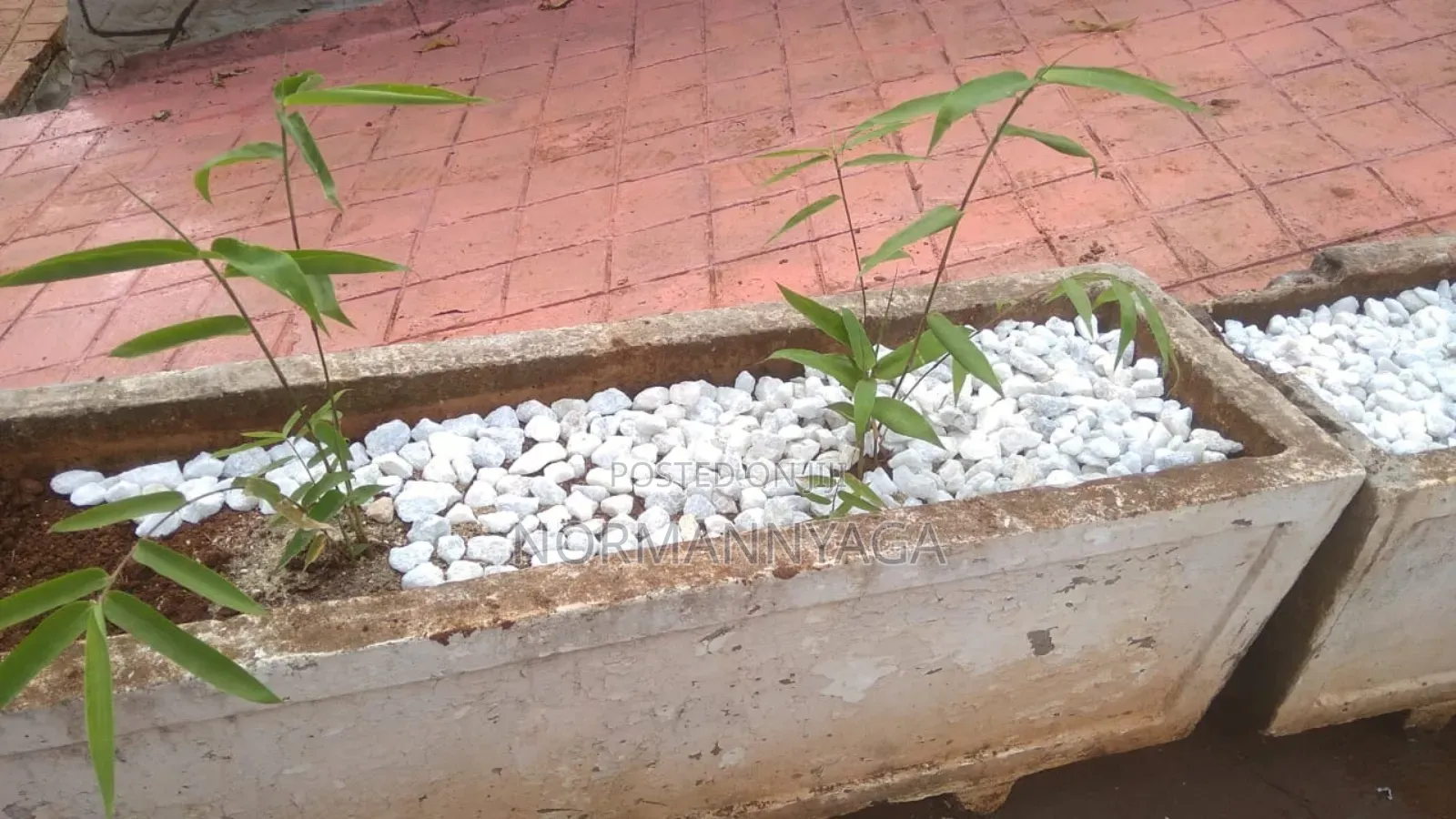 Ornamental (Miniature) Bamboo