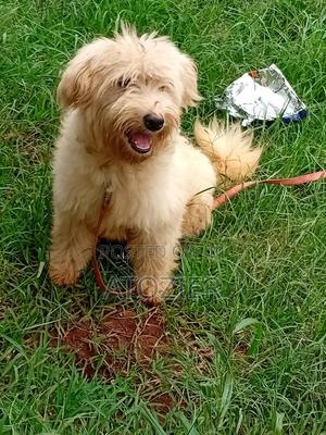 6-12 months Male Purebred Japanese Spitz - thumbnail 2