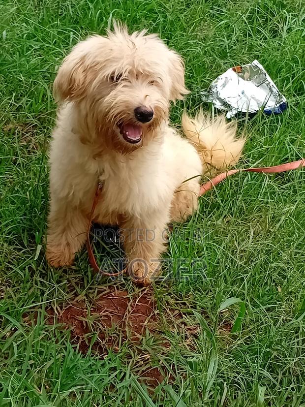 6-12 months Male Purebred Japanese Spitz - main view