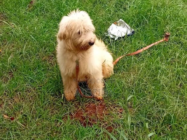 6-12 months Male Purebred Japanese Spitz - thumbnail 3