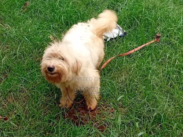 6-12 months Male Purebred Japanese Spitz - thumbnail 4