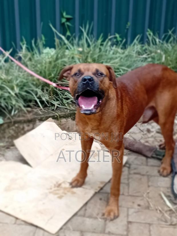 6-12 months Male Purebred Bull Terrier