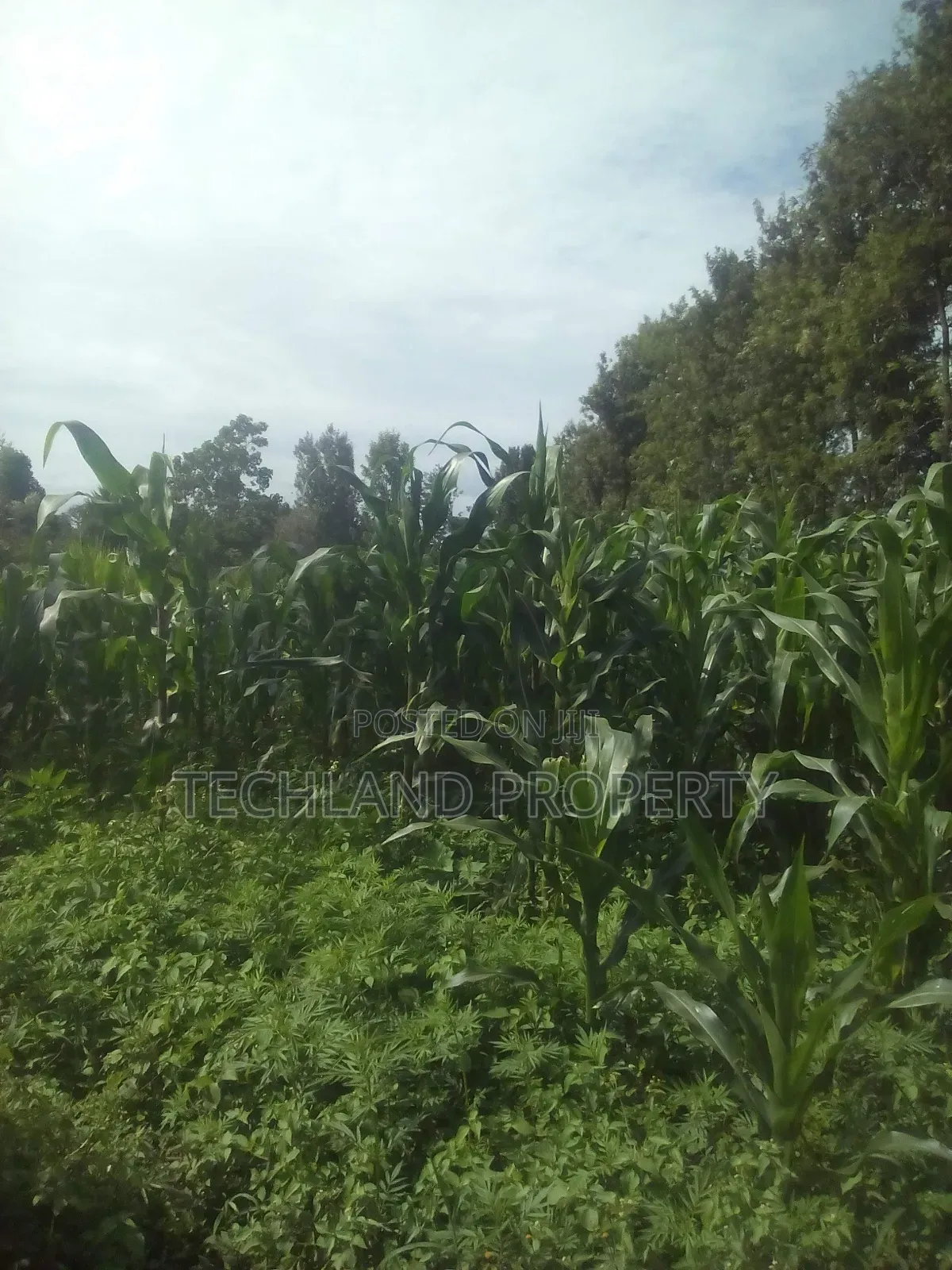 23acres Endarasha Nyeri .