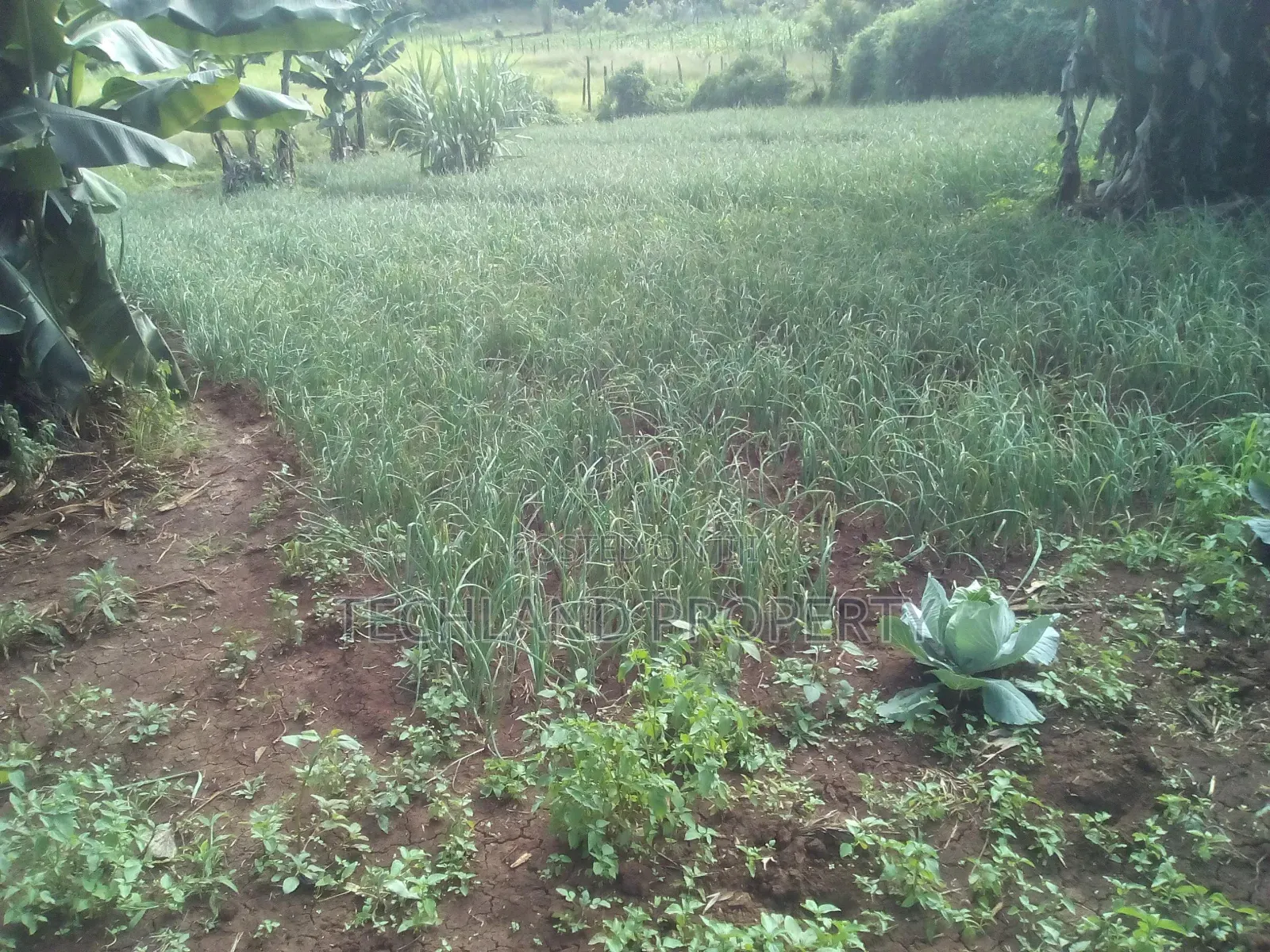 23acres Endarasha Nyeri .