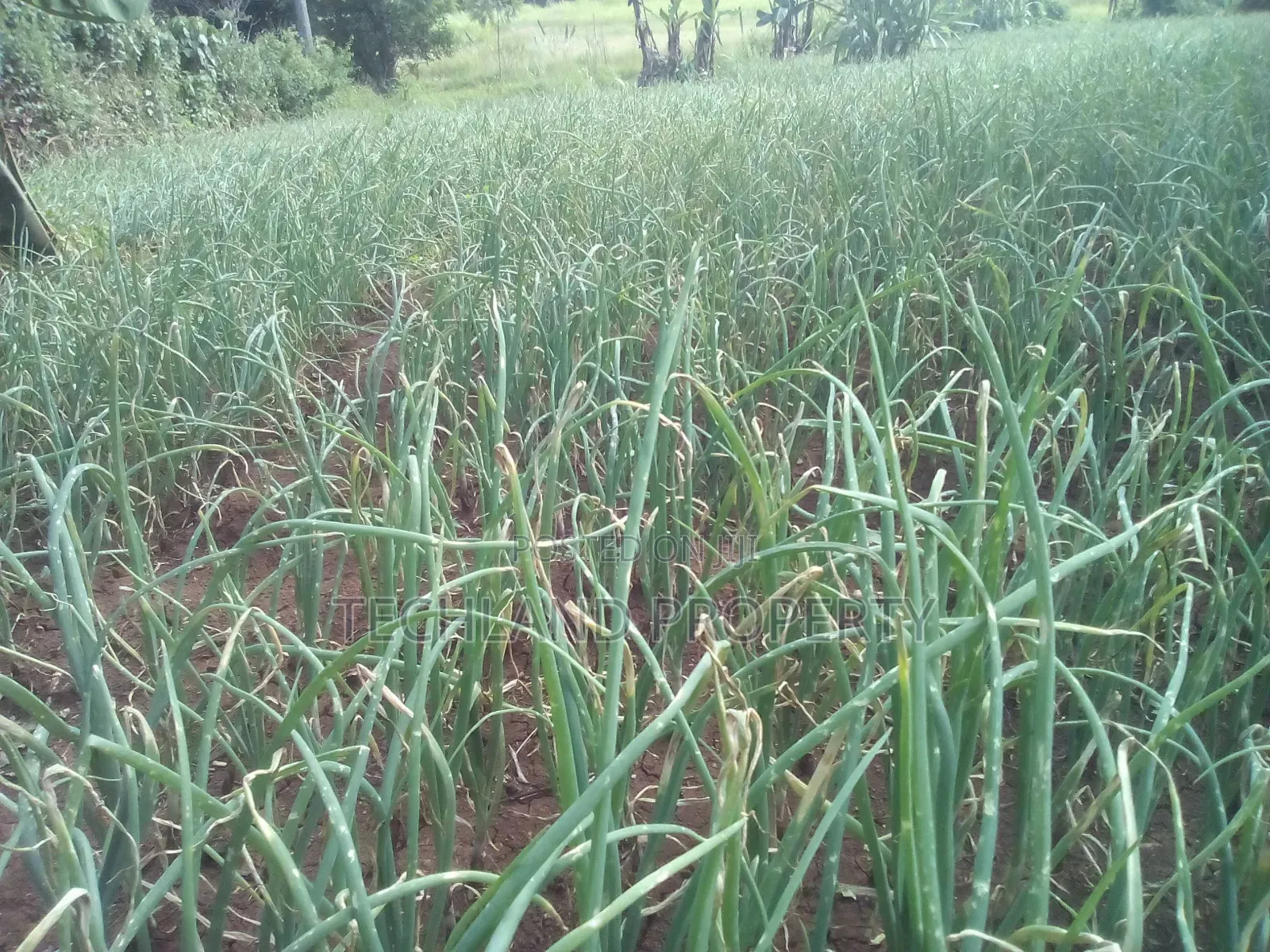 23acres Endarasha Nyeri .