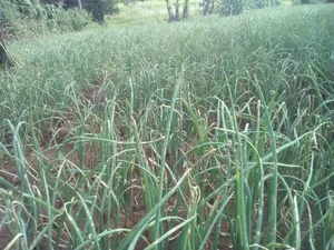 23acres Endarasha Nyeri .
