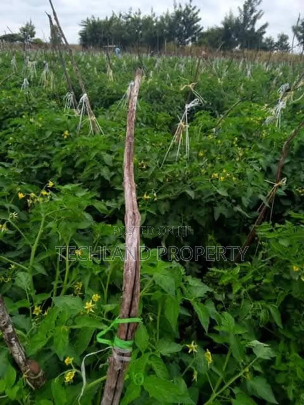23acres Endarasha Nyeri .
