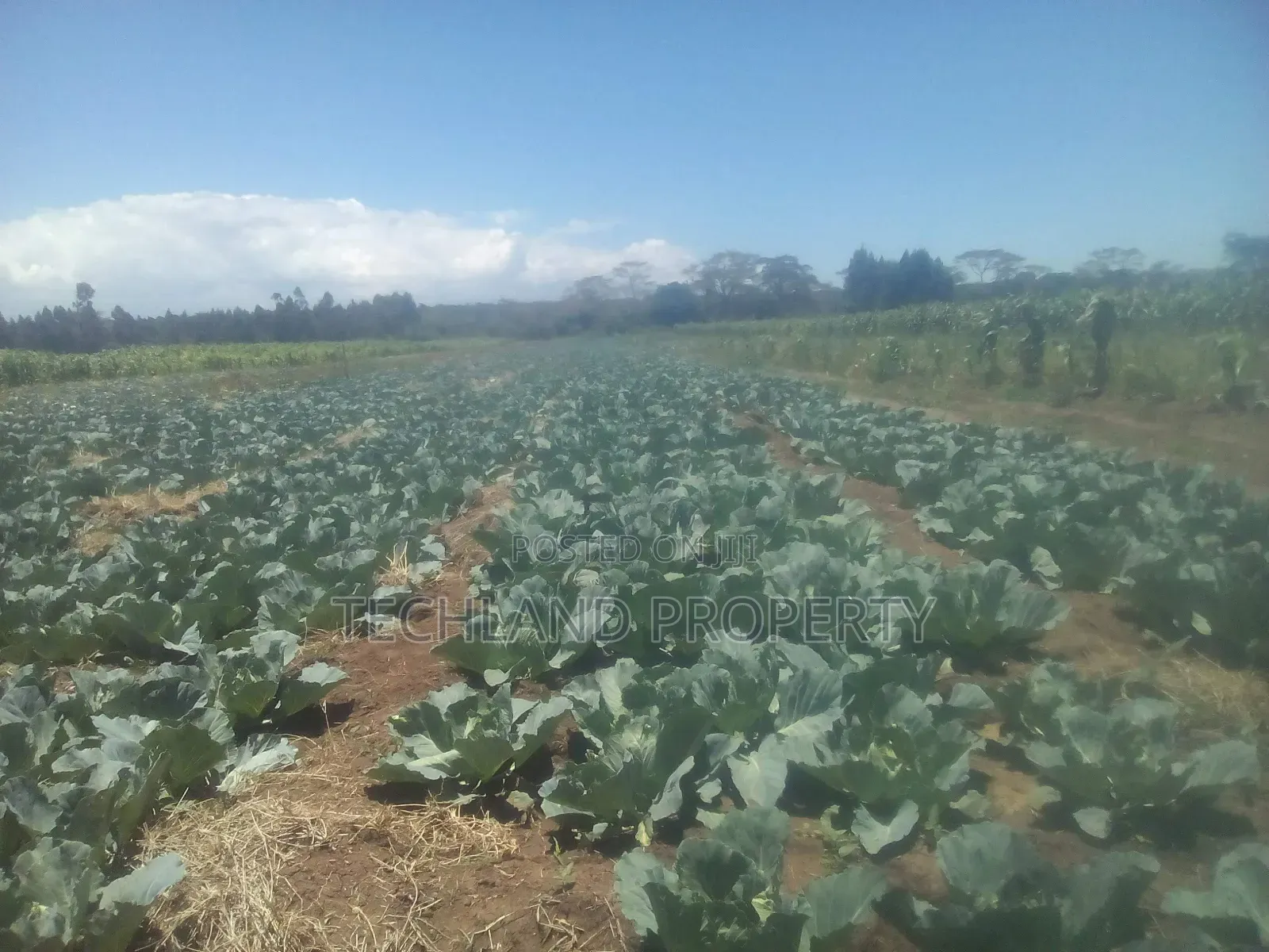 23acres Endarasha Nyeri .