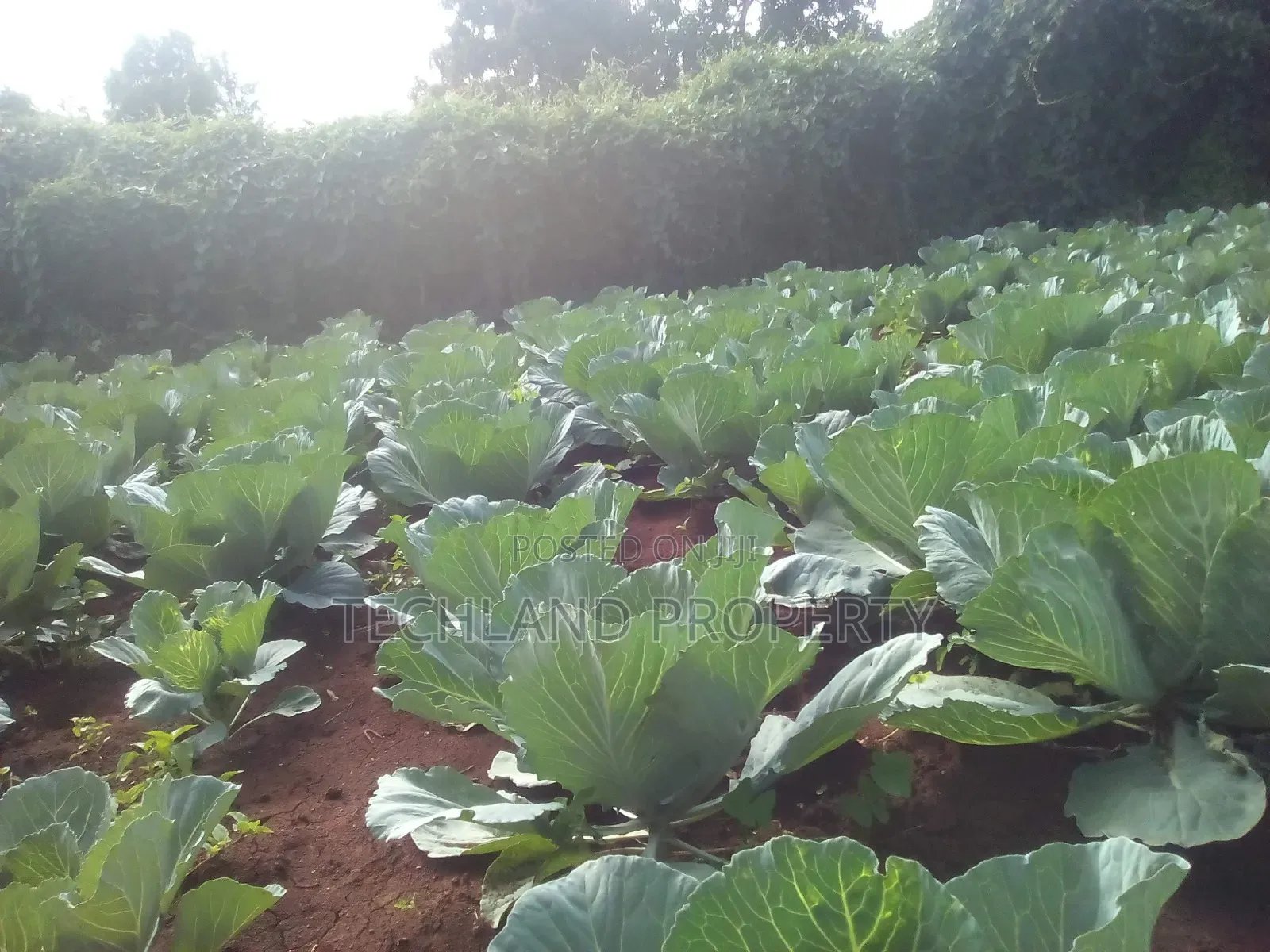 23acres Endarasha Nyeri .