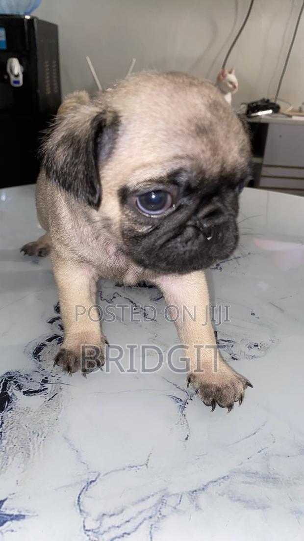 1-3 months Female Purebred Pug