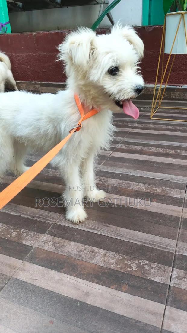6-12 months Female Mixed Breed Japanese Spitz