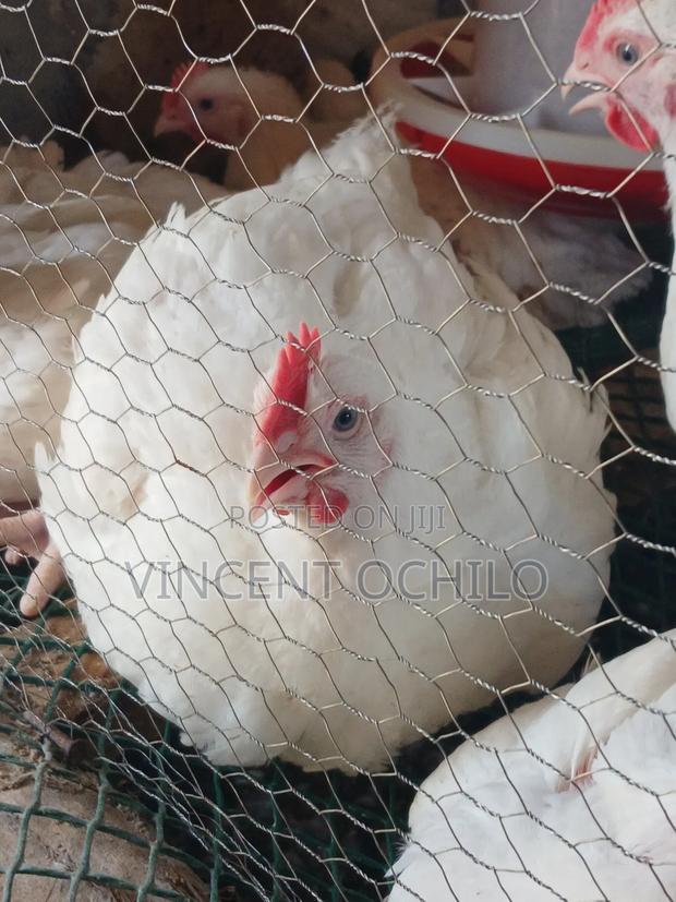 Broiler Chicken Available for Sale - main view