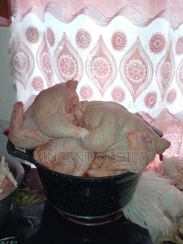 Broiler Chicken Available for Sale - thumbnail 2