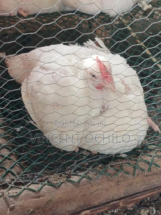 Broiler Chicken Available for Sale - thumbnail 3