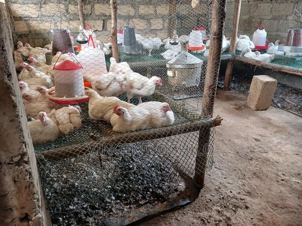 Broiler Chicken Available for Sale - thumbnail 4