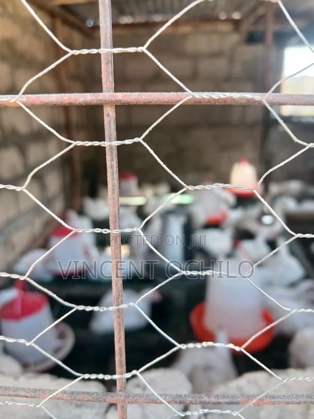 Broiler Chicken Available for Sale - thumbnail 5