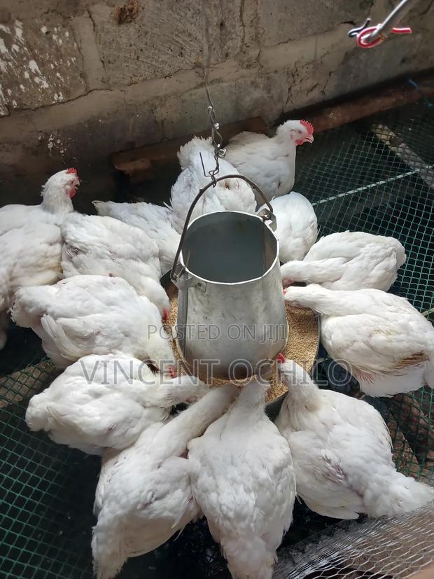 Broiler Chicken Available for Sale - thumbnail 6