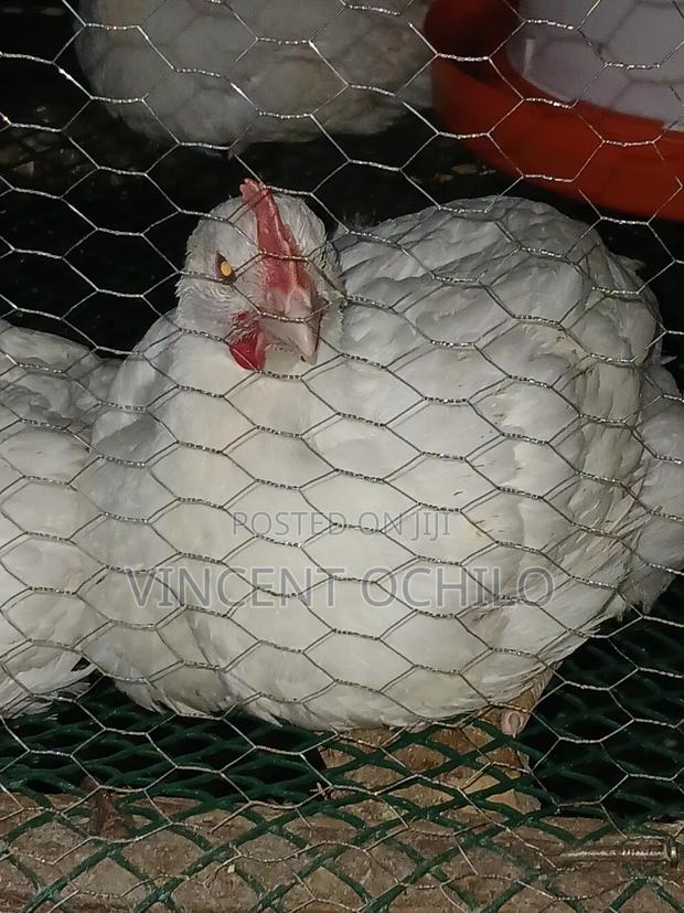 Broiler Chicken Available for Sale - thumbnail 7