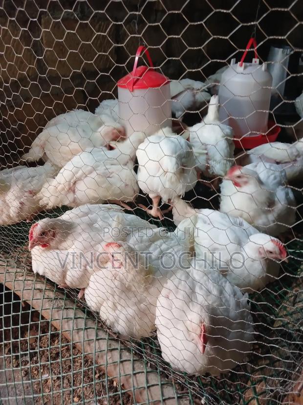 Broiler Chicken Available for Sale - thumbnail 8