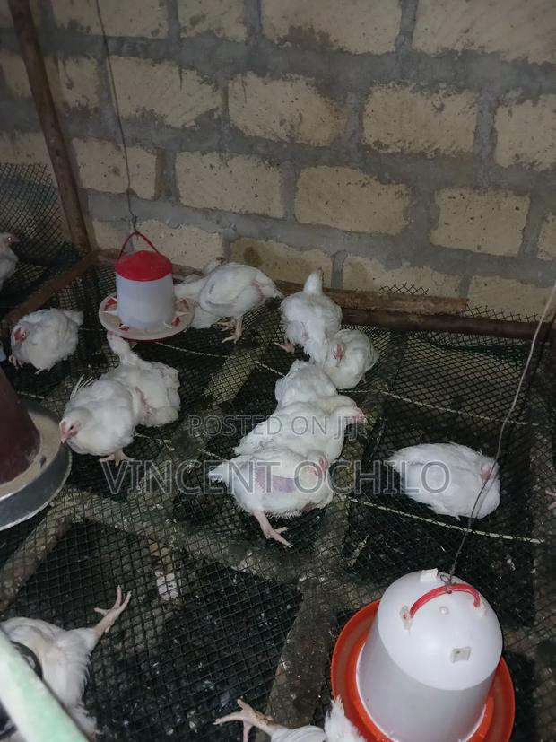 Broiler Chicken Available for Sale - thumbnail 9