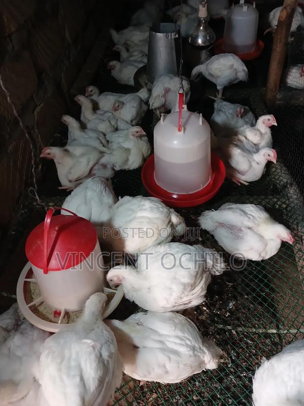 Broiler Chicken Available for Sale - thumbnail 10