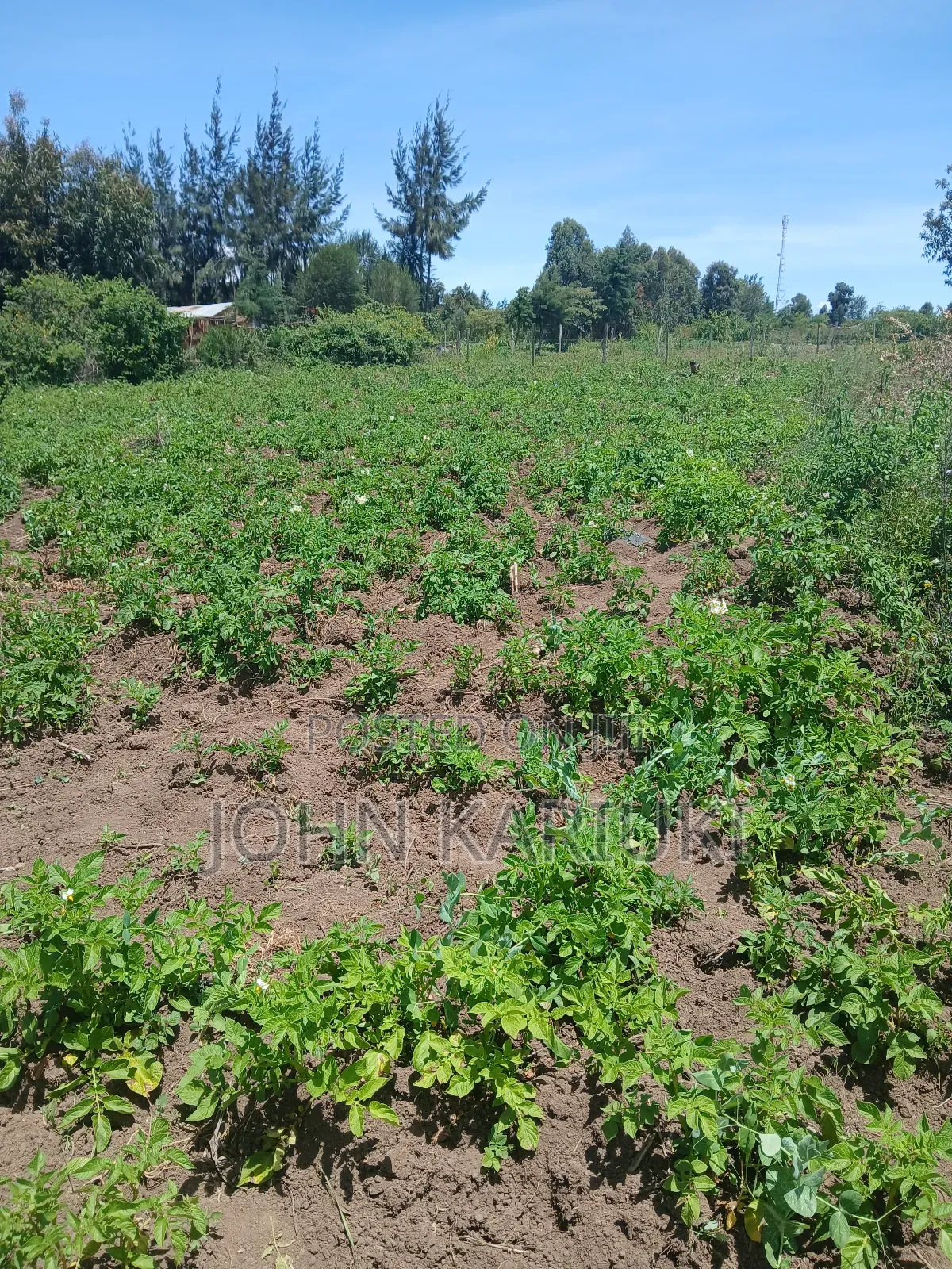 50x100 Plots in Naivasha Nyamathi Opposite Ego Petrol Station 800mts