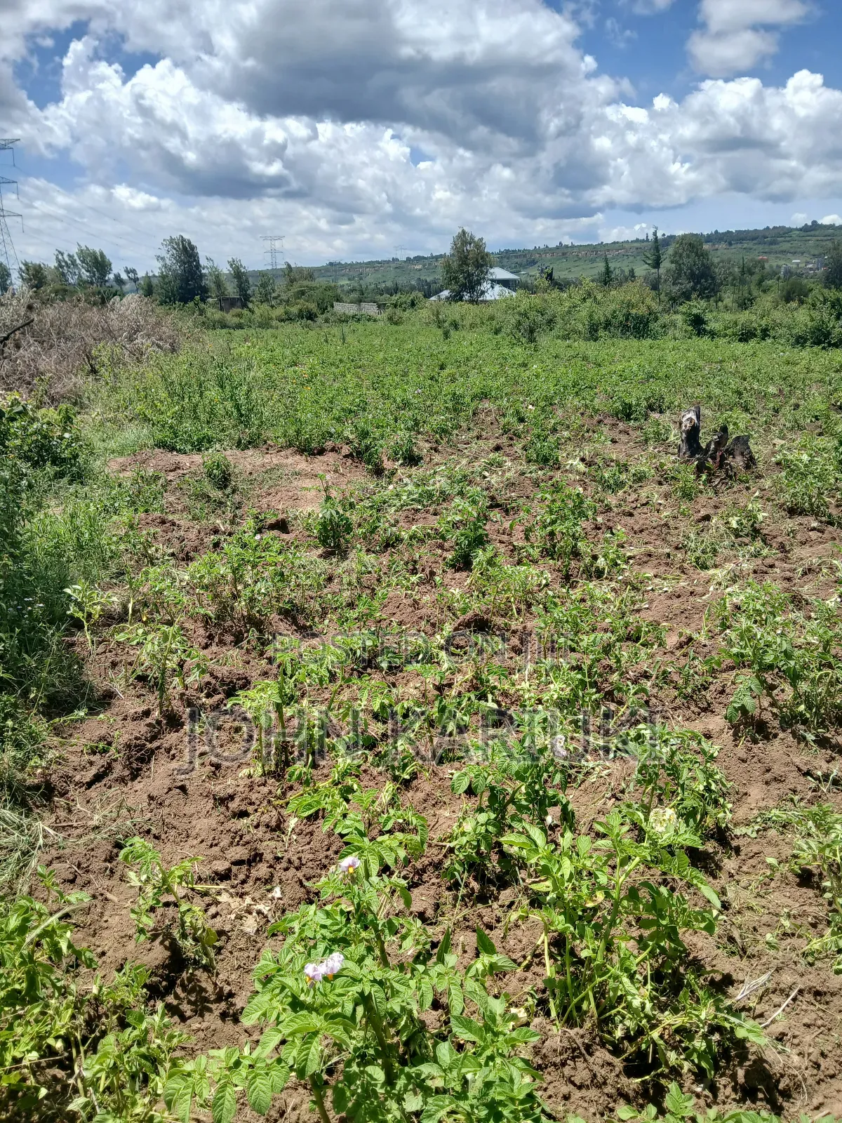 50x100 Plots in Naivasha Nyamathi Opposite Ego Petrol Station 800mts
