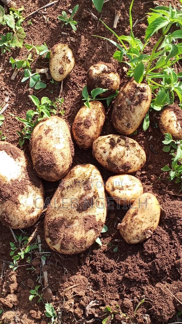 Potatoes for Sell