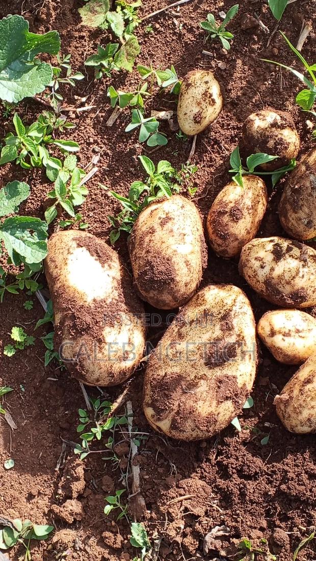 Potatoes for Sell