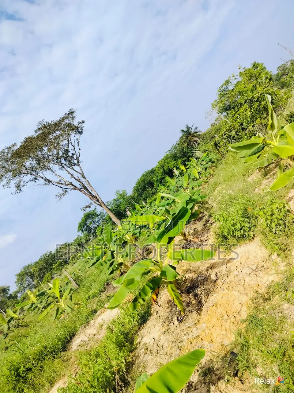 12 Acre Agricultural Project With Borehole and Farm Produce in Kwale
