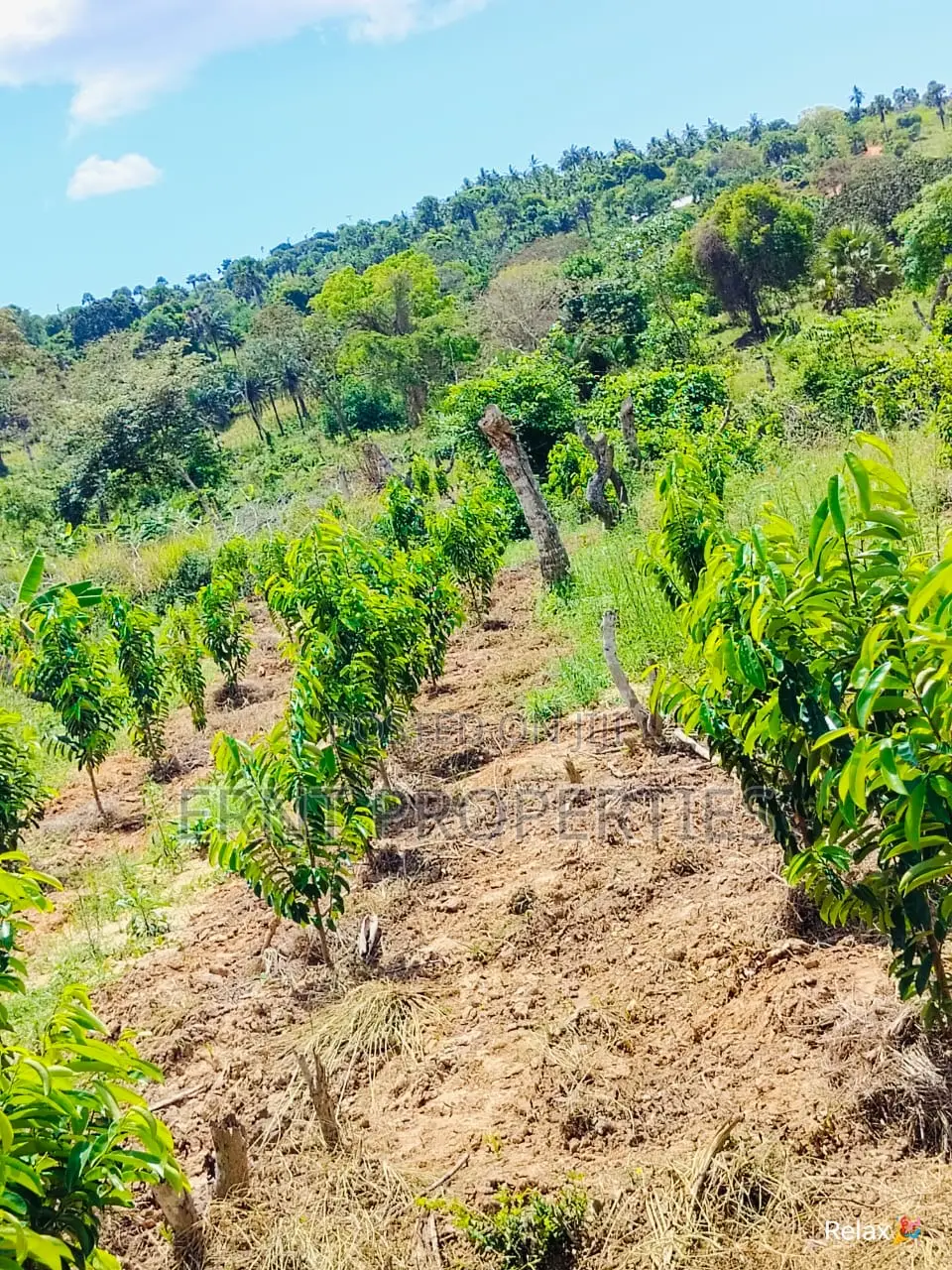 12 Acre Agricultural Project With Borehole and Farm Produce in Kwale