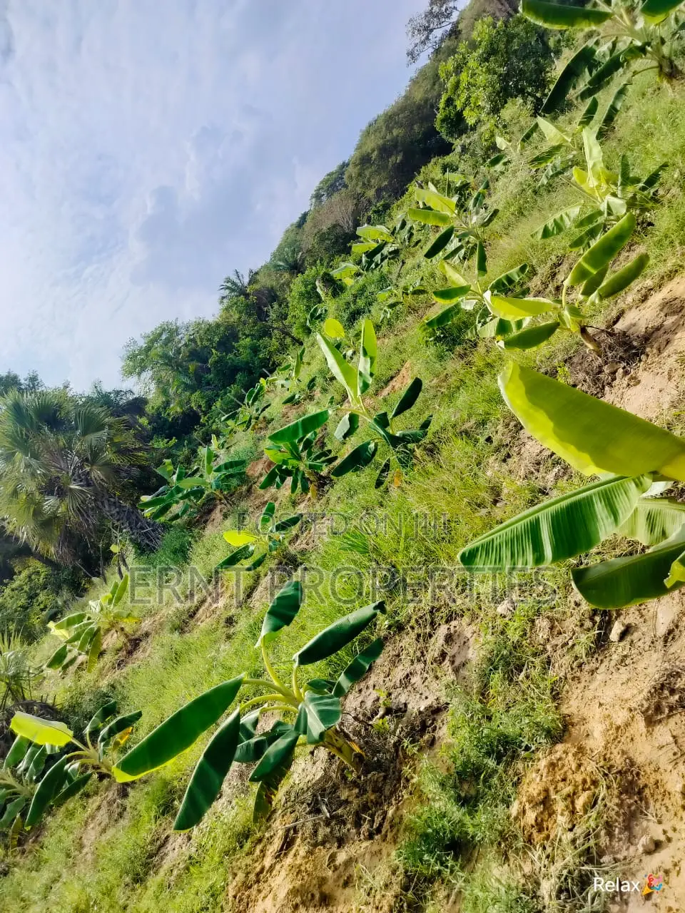 12 Acre Agricultural Project With Borehole and Farm Produce in Kwale