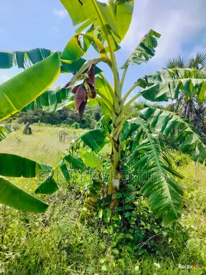 12 Acre Agricultural Project With Borehole and Farm Produce in Kwale