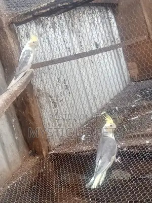 Cocktails Birds Available