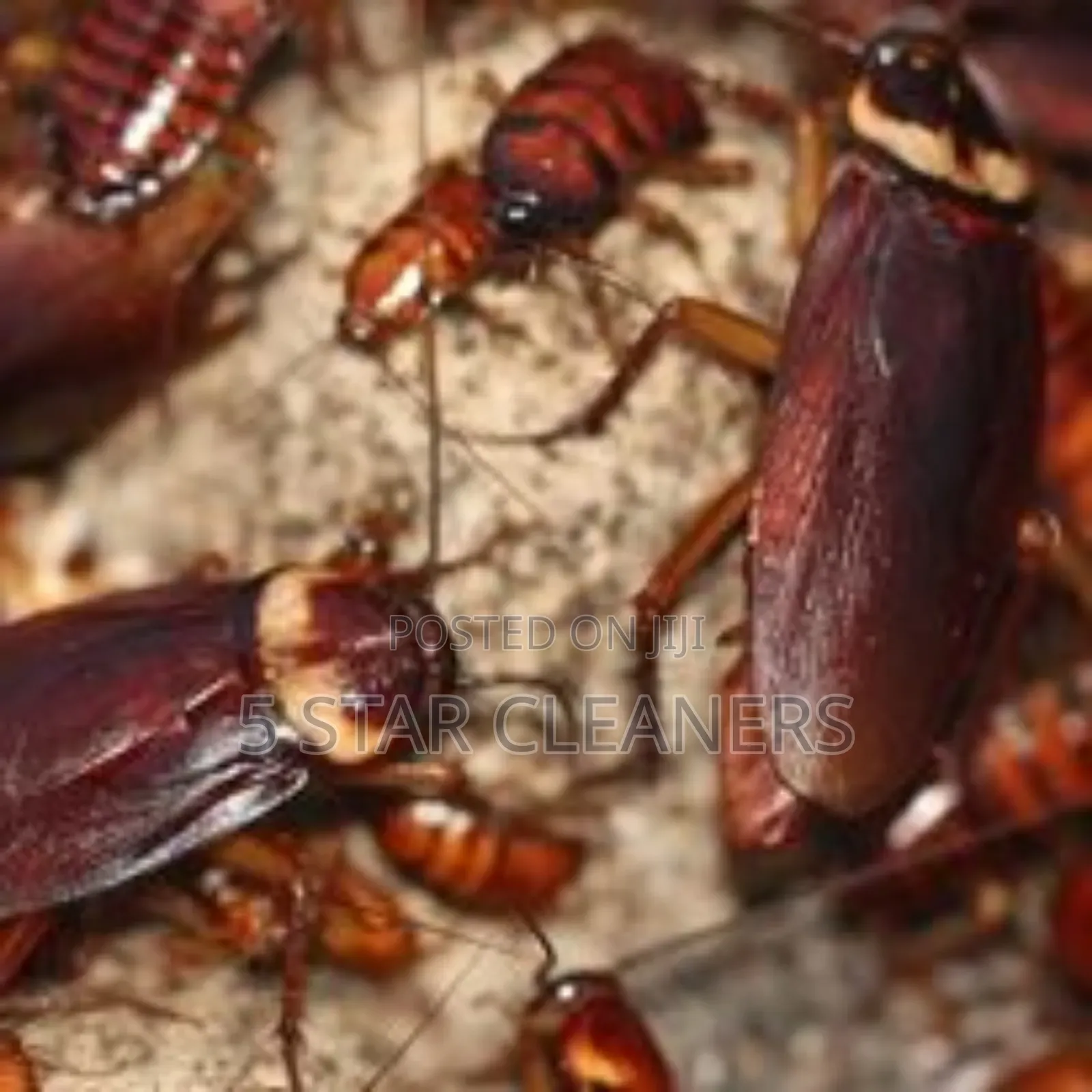 Free From Household Pests, Fumigation, and Cleaning Experts