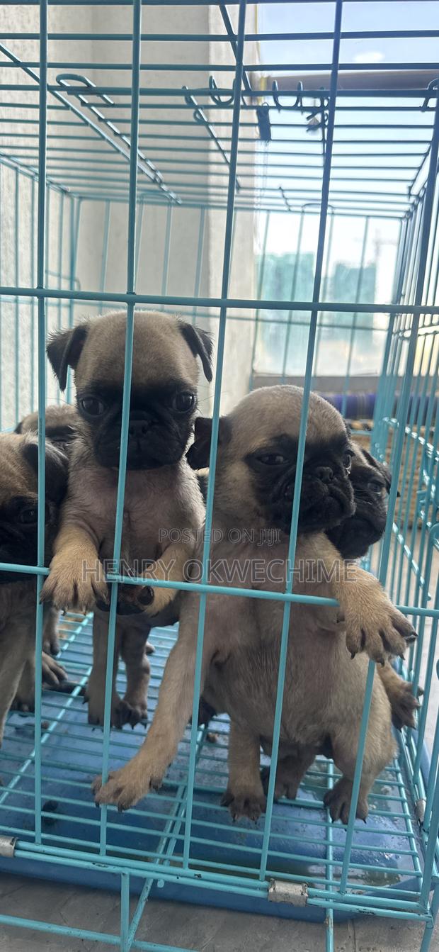 1-3 months Female Purebred Pug