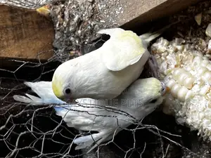 Young Birds