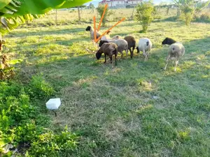 Land Sale Kisaju