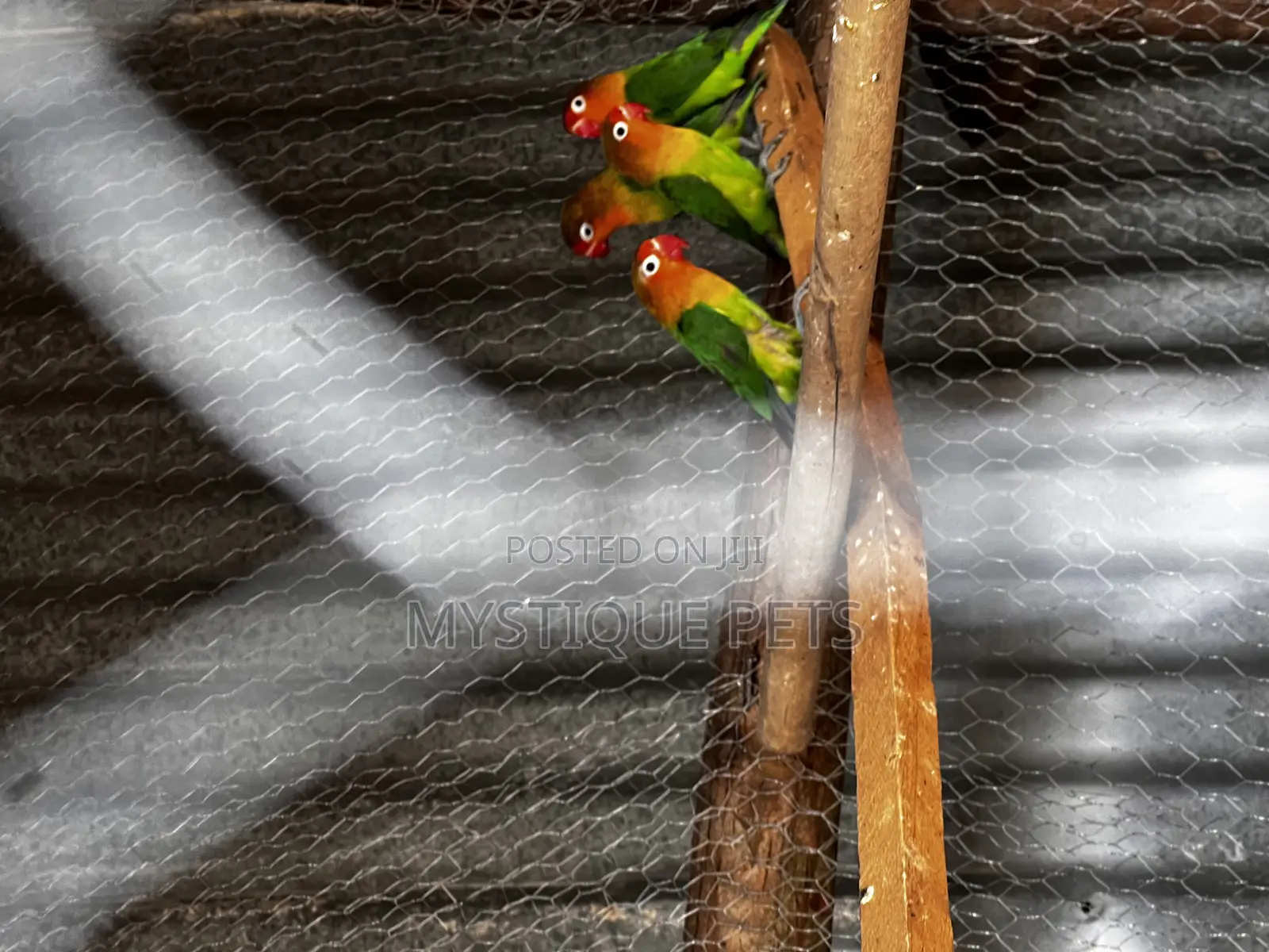 Young Parrots